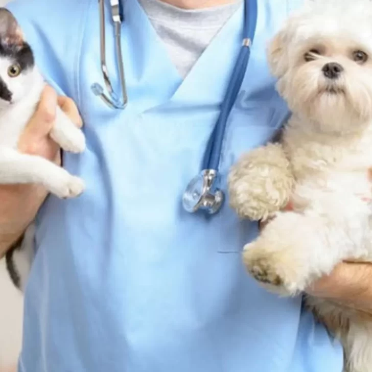 Día del veterinario: Enterate por qué se celebra