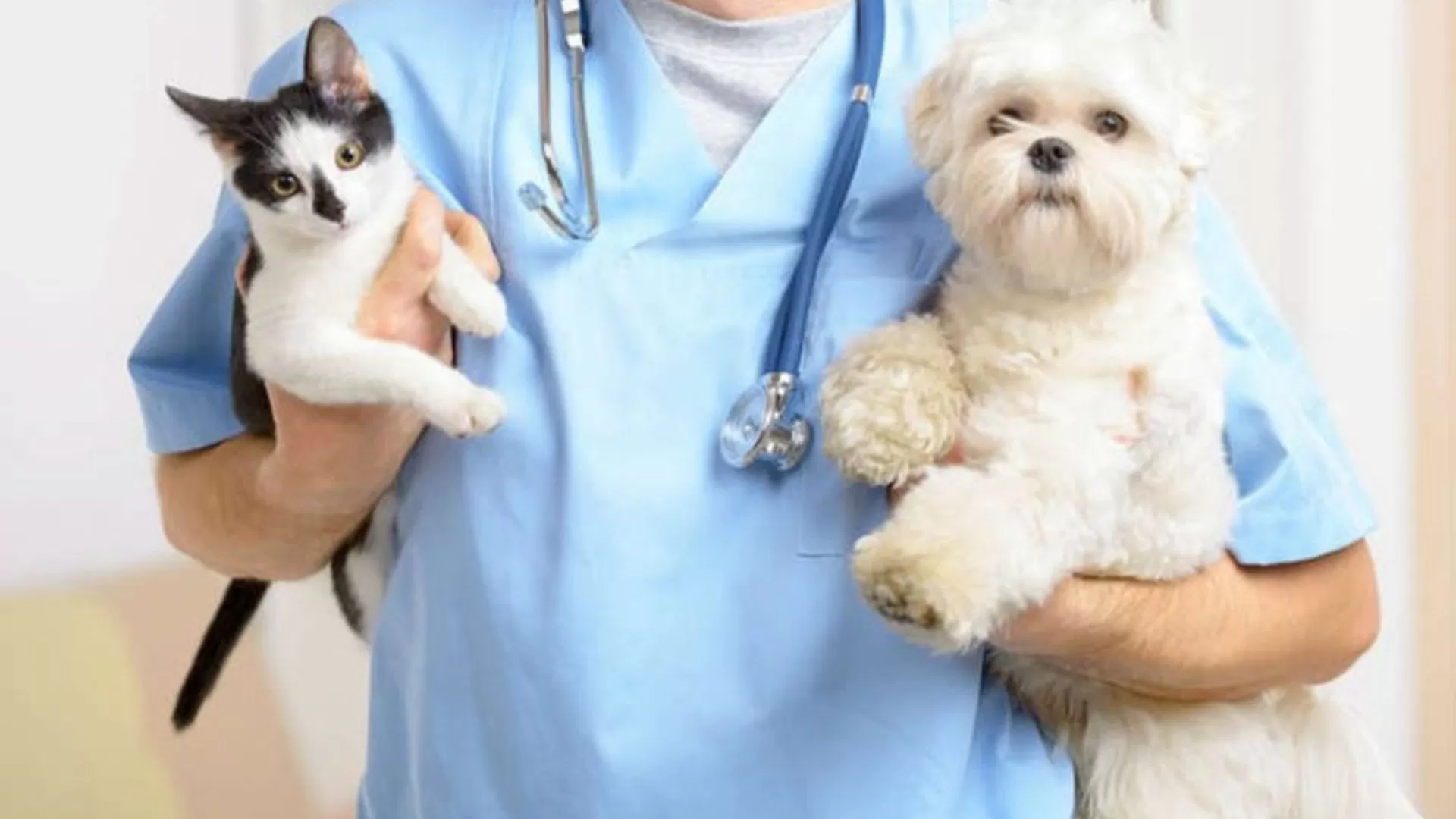 Día del veterinario: Enterate por qué se celebra