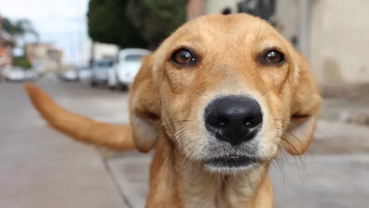 Día Internacional del Perro Callejero: ¿Por qué se celebra este 27 de julio?