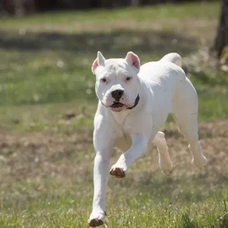 Una mamá y su beba fueron atacadas por un dogo y debieron ser internadas