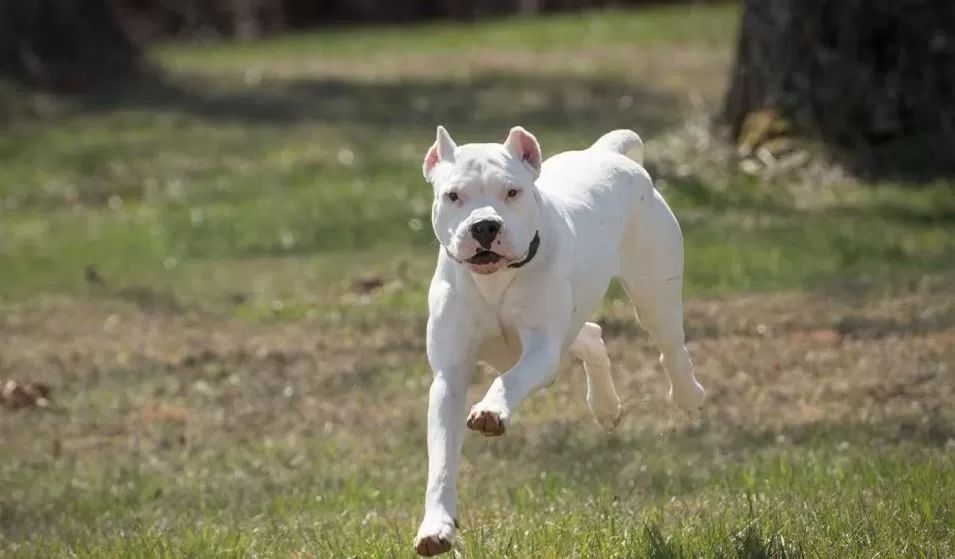 Una mamá y su beba fueron atacadas por un dogo y debieron ser internadas