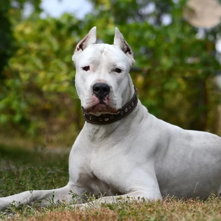 Un dogo le desfiguró la cara a un niño de 6 años que jugaba en una plaza