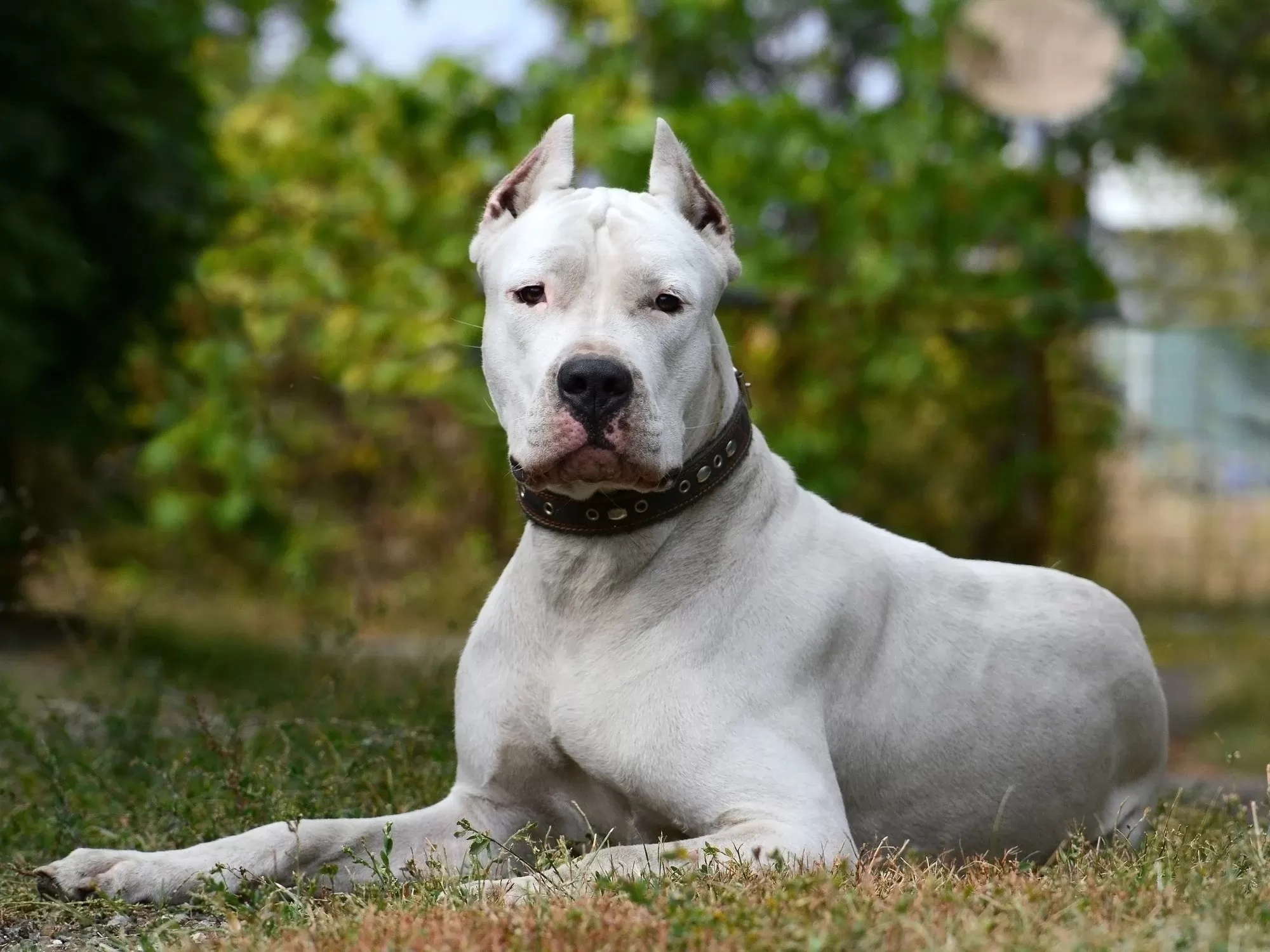 Un dogo le desfiguró la cara a un niño de 6 años que jugaba en una plaza