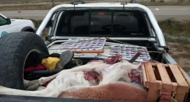 Los atraparon circulando con carne de guanaco faenada y un arma sin papeles