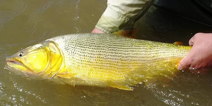 Pescaron un dorado gigante de casi 25 kilos