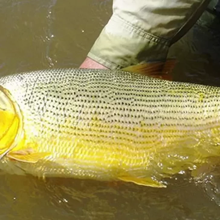 Pescaron un dorado gigante de casi 25 kilos