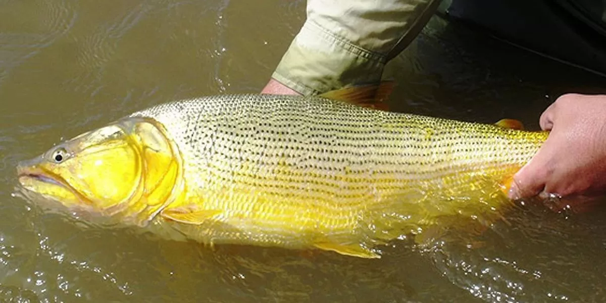 Pescaron un dorado gigante de casi 25 kilos