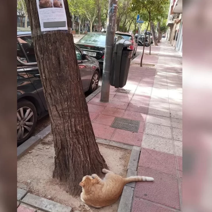 Un gato se perdió y fue hallado mirando su propio cartel de “se busca”