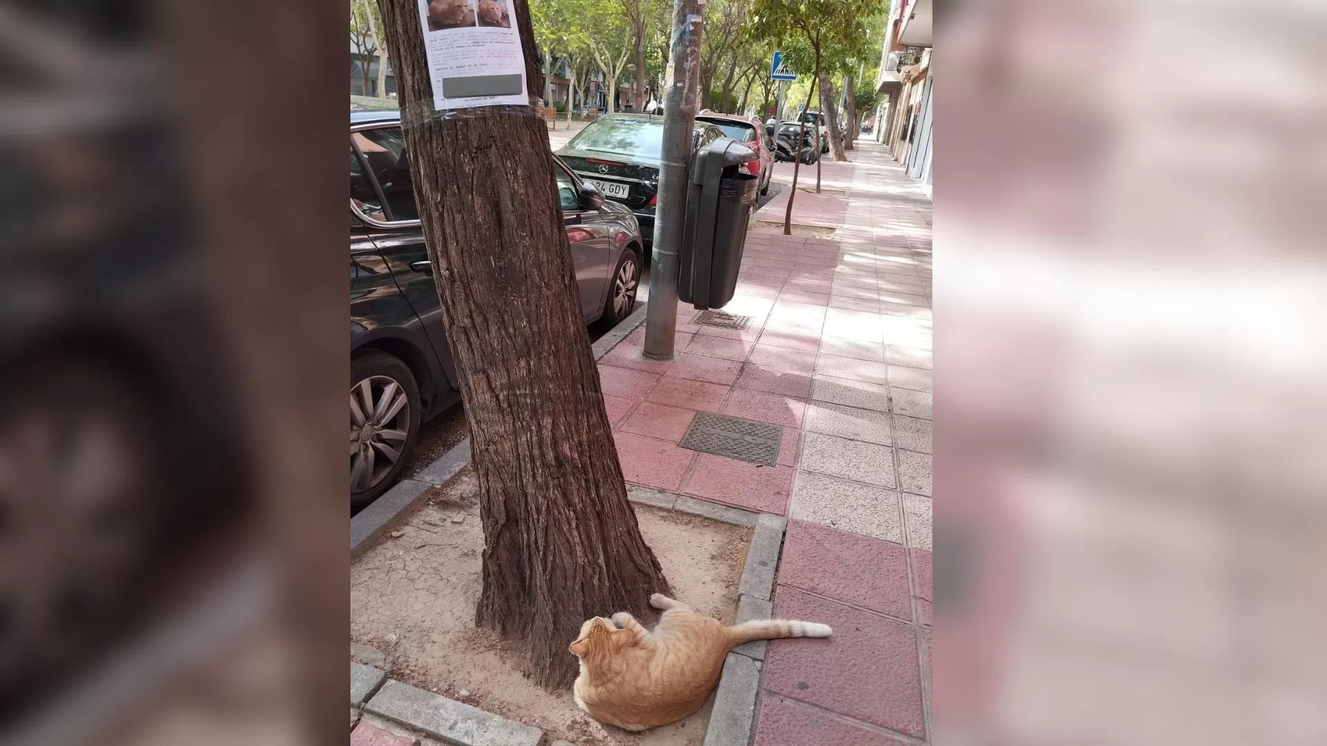 Un gato se perdió y fue hallado mirando su propio cartel de “se busca”