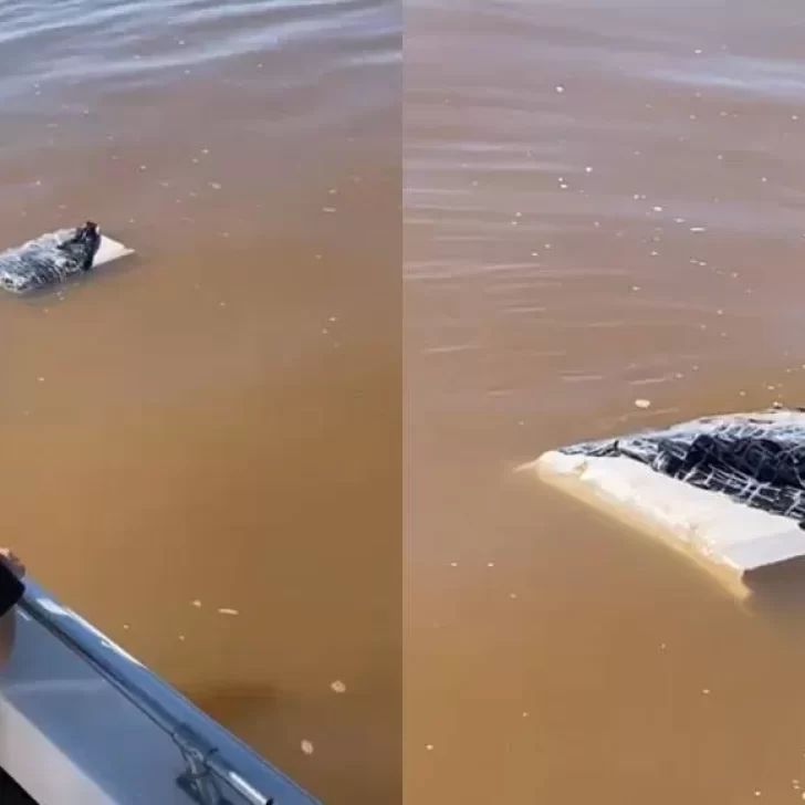Video. Paseaban en lancha y encontraron paquetes de droga flotando en el río Paraná 