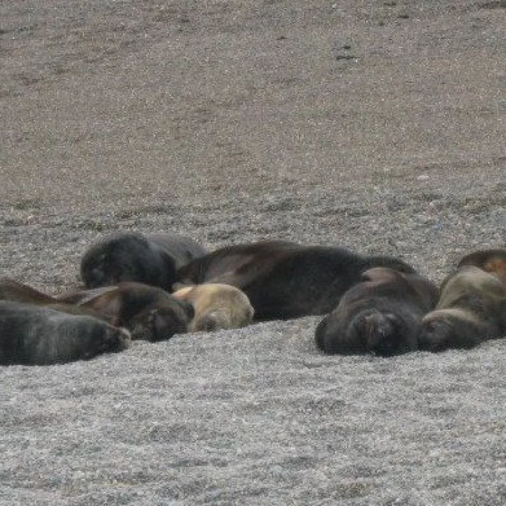 Gripe aviar: confirmaron dos casos positivos en lobos marinos de Chubut