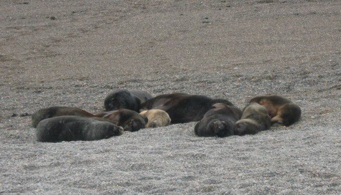 Gripe aviar: confirmaron dos casos positivos en lobos marinos de Chubut
