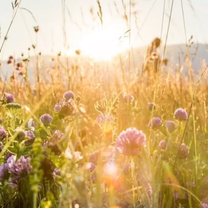 Equinoccio de primavera: cuándo sucede y en qué se diferencia del solsticio