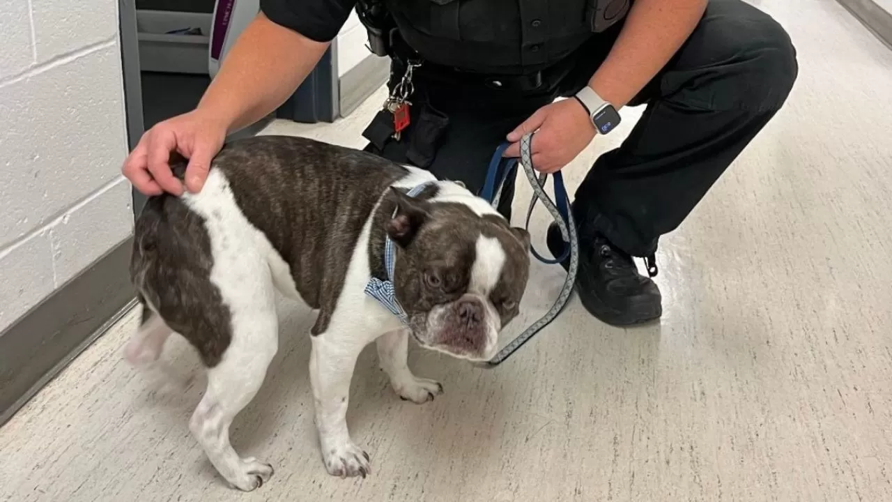 Indignante: no podía llevar a su perro en el avión y lo abandonó