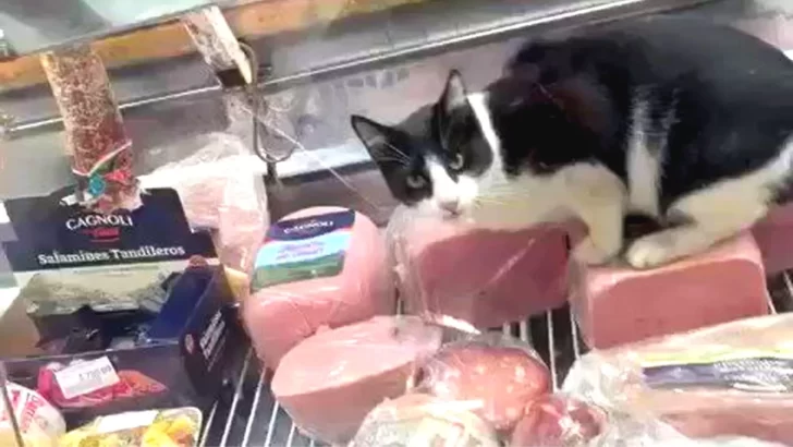 Filmaron a un gato comiendo jamón en la heladera, se hizo viral y clausuraron la fiambrería