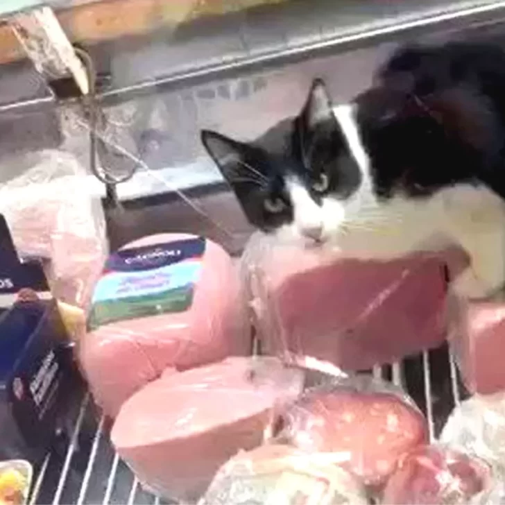 Filmaron a un gato comiendo jamón en la heladera, se hizo viral y clausuraron la fiambrería