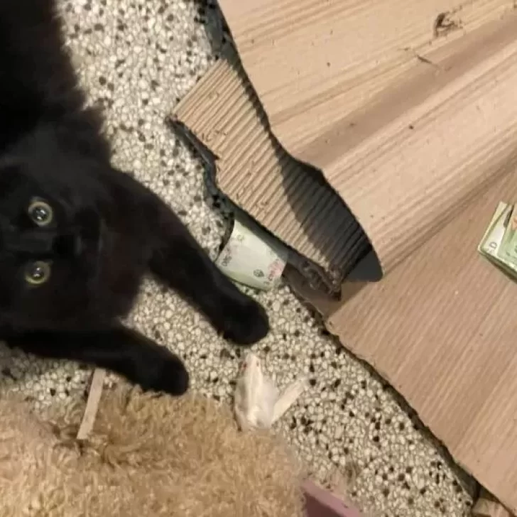 El michi bandido: un gatito le robó $20.000 a su vecino y revolucionó las redes