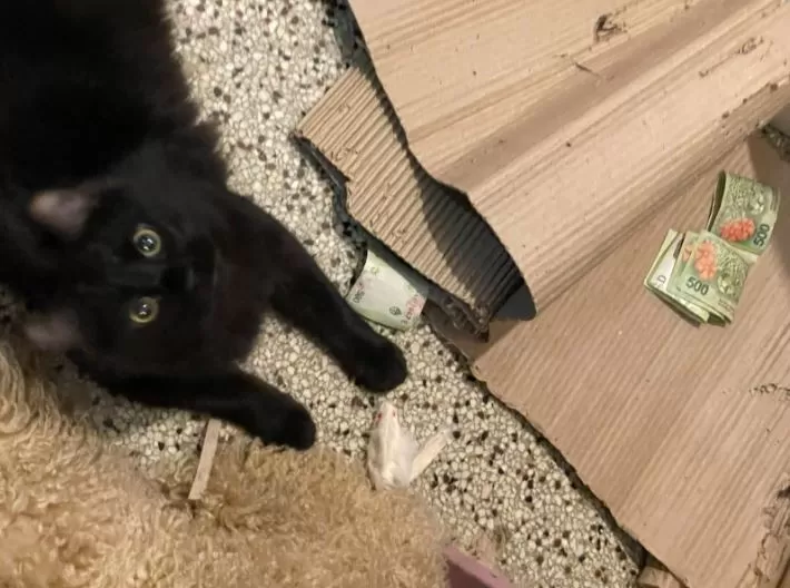 El michi bandido: un gatito le robó $20.000 a su vecino y revolucionó las redes