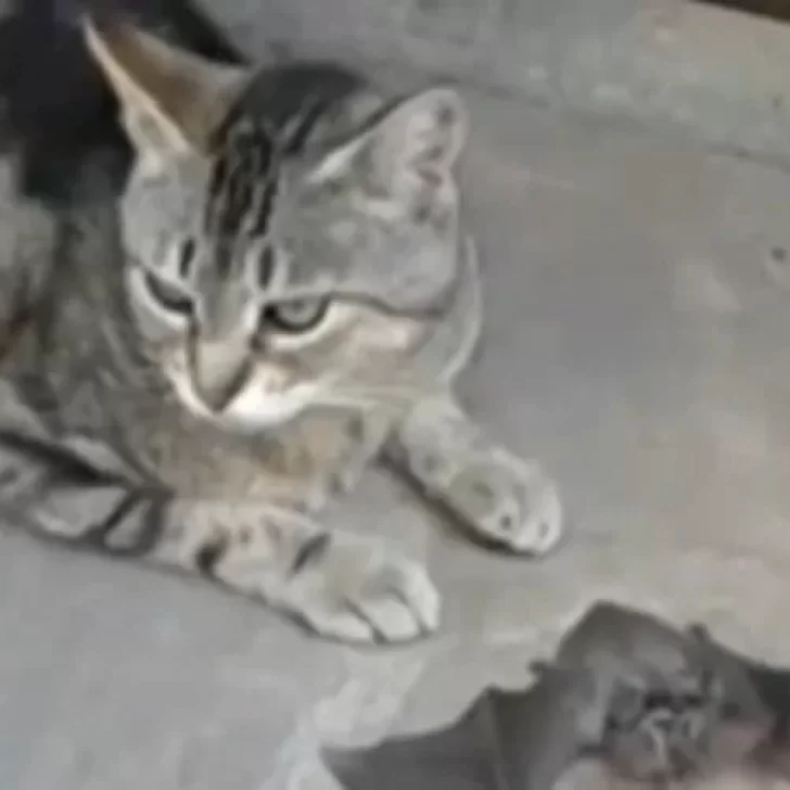 Un gato cazó un murciélago con rabia y se lo regaló a su persona favorita