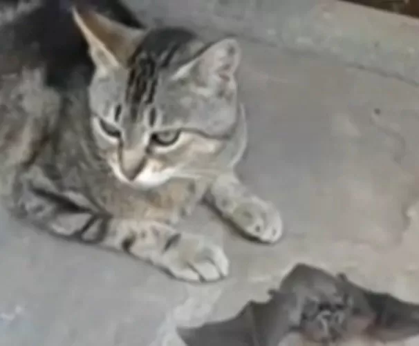 Un gato cazó un murciélago con rabia y se lo regaló a su persona favorita