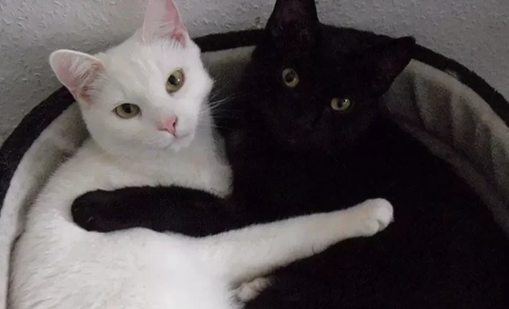 Proteccionistas advierten no regalar gatos ni perros blancos o negros en octubre