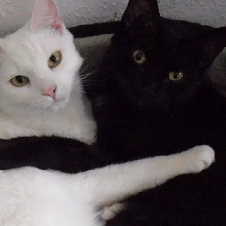 Proteccionistas advierten no regalar gatos ni perros blancos o negros en octubre