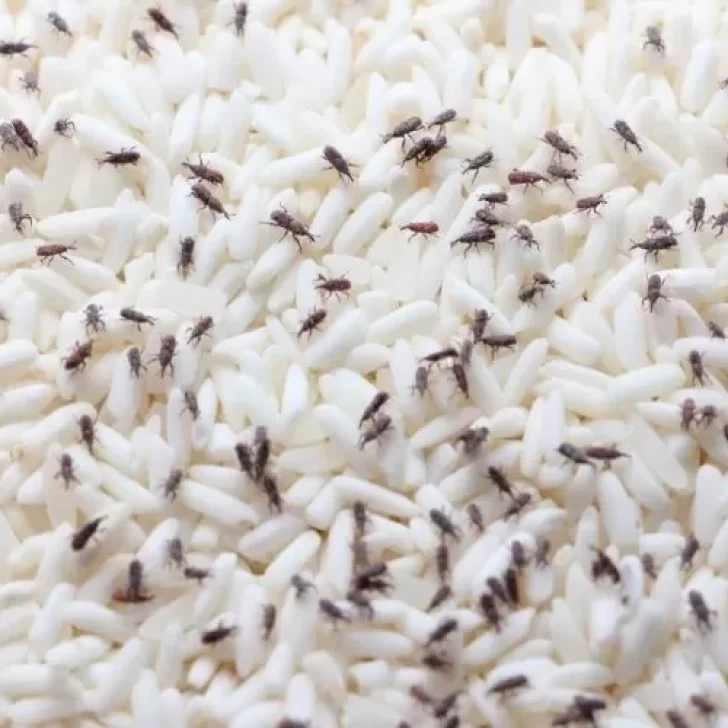 ¿Por qué aparecen bichitos en los alimentos secos? ¿Por qué aparecen bichitos en los alimentos secos?