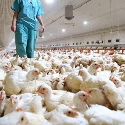 Gripe aviar: sacrificarán 400.000 gallinas en Gaiman