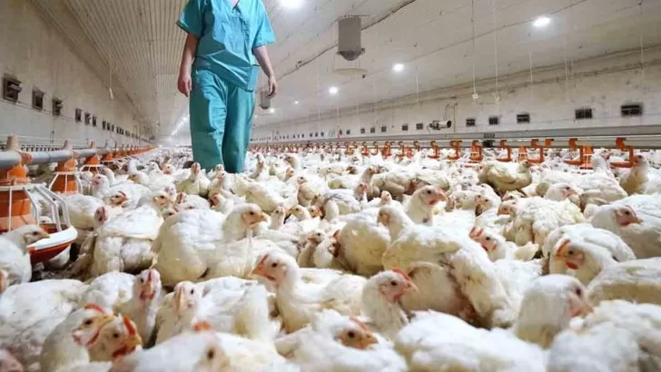 Gripe aviar: sacrificarán 400.000 gallinas en Gaiman