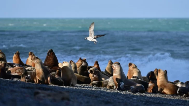 Son más de 100 los animales muertos en la costa de Río Negro por la gripe aviar