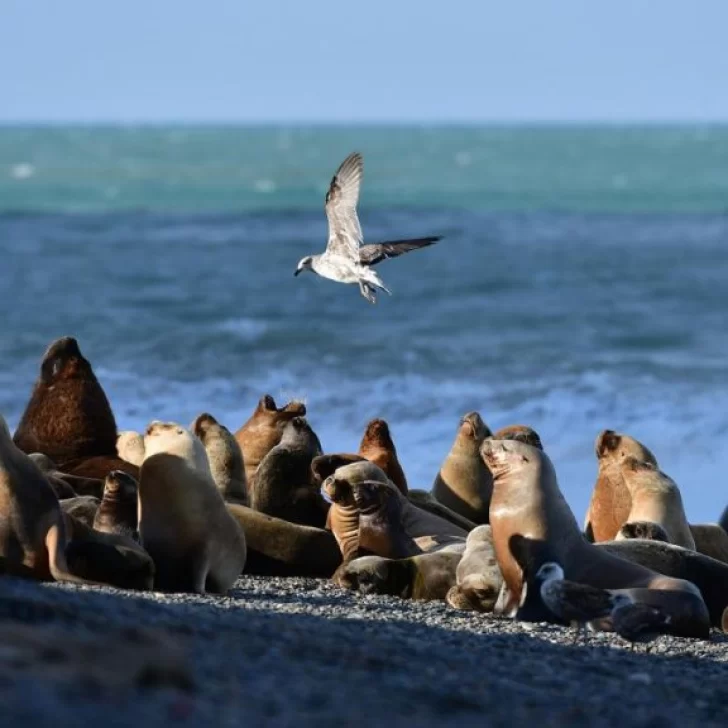 Gripe Aviar: confirman nuevos casos en lobos marinos en Chubut y Santa Cruz