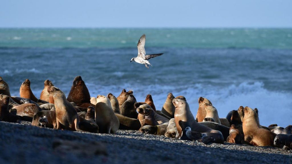 Gripe Aviar: confirman nuevos casos en lobos marinos en Chubut y Santa Cruz