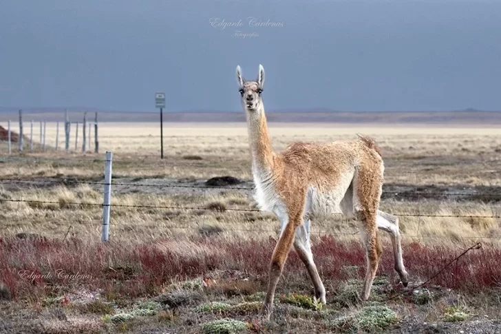 El Consejo Agrario Provincial autorizó a cazar hasta dos guanacos por día