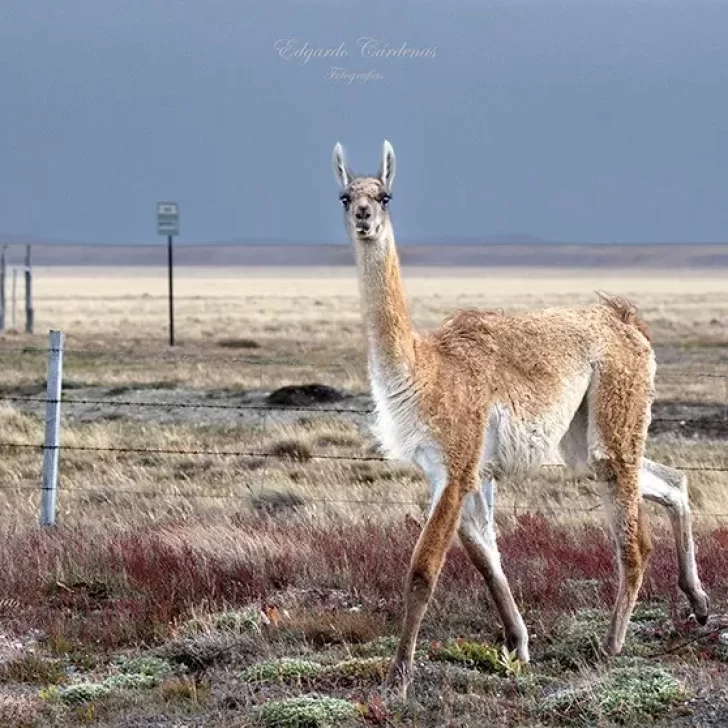 El Consejo Agrario Provincial autorizó a cazar hasta dos guanacos por día