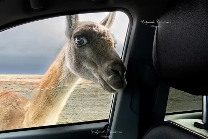 Habló el autor de la foto viral del guanaco: “La sensibilidad sigue intacta”