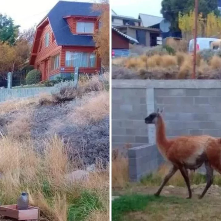 Un guanaco suelto sorprendió a los vecinos de El Calafate Un guanaco suelto sorprendió a los vecinos de El Calafate
