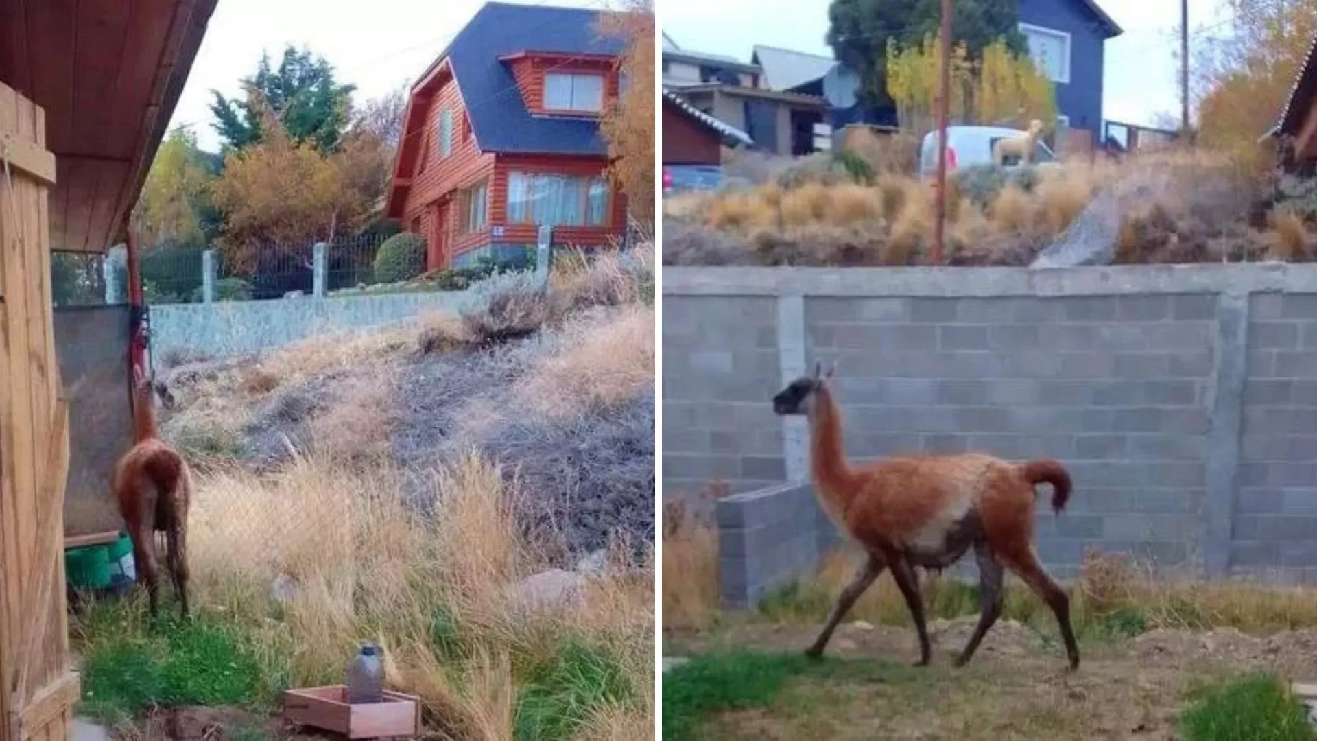 Un guanaco suelto sorprendió a los vecinos de El Calafate Un guanaco suelto sorprendió a los vecinos de El Calafate