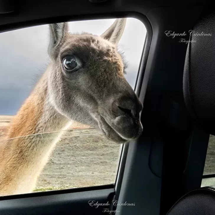 Un fotógrafo se topó con un particular animal y relató lo sucedido: “Un encuentro cercano”