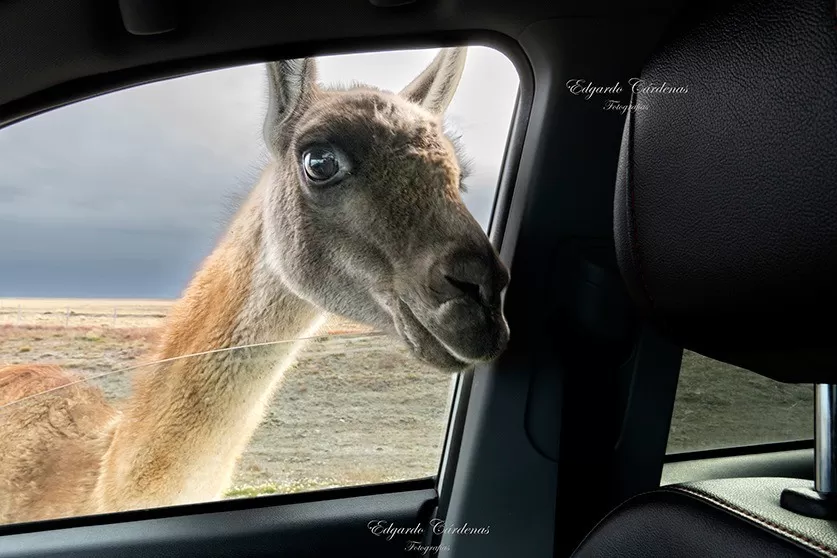 Un fotógrafo se topó con un particular animal y relató lo sucedido: “Un encuentro cercano”