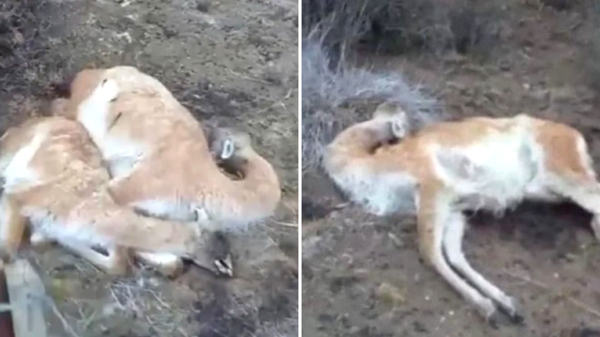 Encontraron más de 40 guanacos muertos por cerca del Paraje Lemarchand: las causas