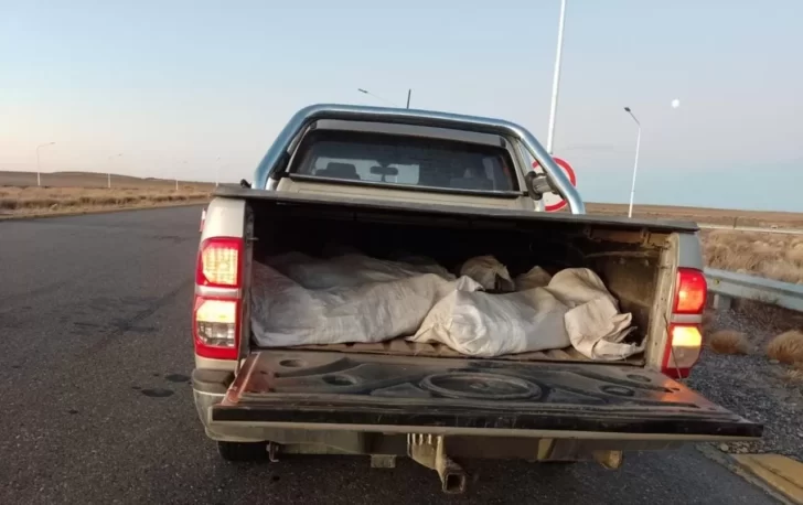 Detectan guanacos y avestruces faenados ilegalmente en dos operativos distintos en zona norte