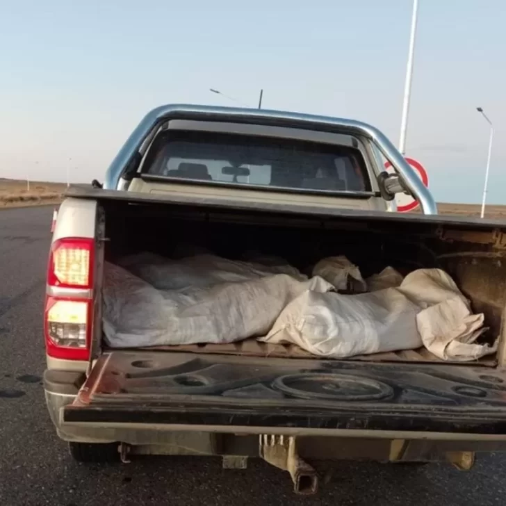 Detectan guanacos y avestruces faenados ilegalmente en dos operativos distintos en zona norte