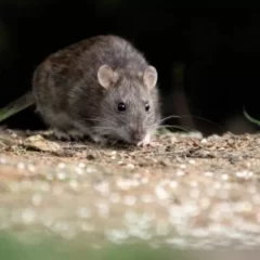 Murió una nena de 8 años por Hantavirus en Chubut