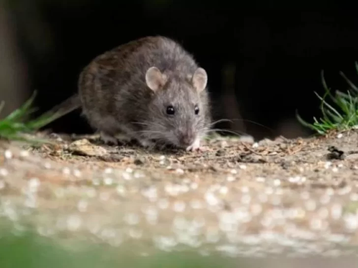 Murió una nena de 8 años por Hantavirus en Chubut