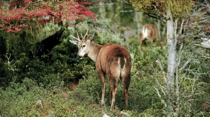 El huemul está en peligro de extinción por la caza indiscriminada
