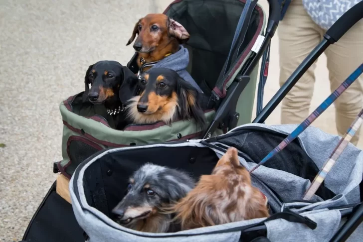 Veterinarios alertan que la “humanización” de las mascotas coarta la libertad de los animales