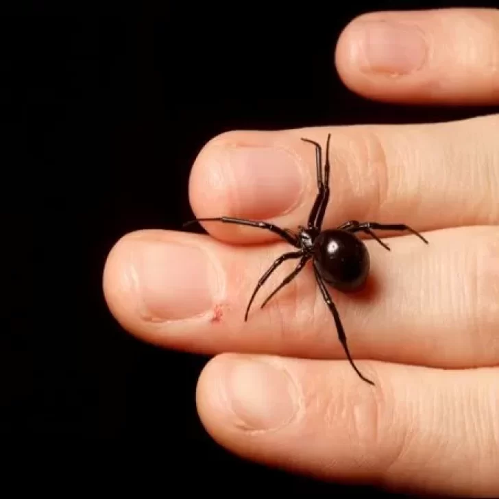 Primer ataque de una araña Viuda Negra en El Calafate: las precauciones y cuidados a tener en cuenta Primer ataque de una araña Viuda Negra en El Calafate: las precauciones y cuidados a tener en cuenta