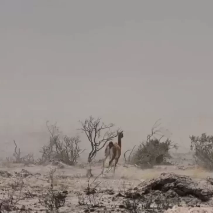 Impactantes imágenes de los incendios en Puerto Madryn: animales muertos y cerca de 80 mil hectáreas arrasadas Impactantes imágenes de los incendios en Puerto Madryn: animales muertos y cerca de 80 mil hectáreas arrasadas