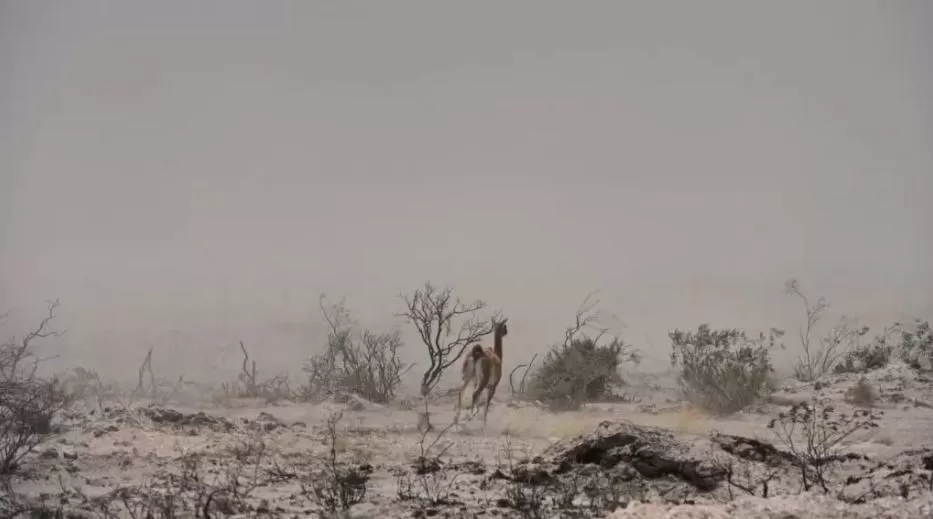 Impactantes imágenes de los incendios en Puerto Madryn: animales muertos y cerca de 80 mil hectáreas arrasadas Impactantes imágenes de los incendios en Puerto Madryn: animales muertos y cerca de 80 mil hectáreas arrasadas