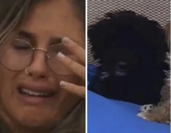 Video. Uno de los perritos mordió a Julieta de Gran Hermano y las redes estallaron